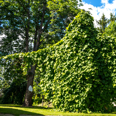 DUTCHMAN PIPE #5