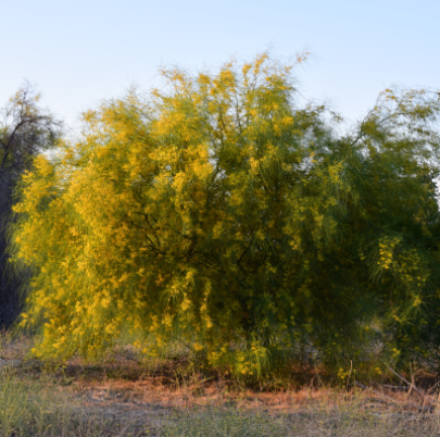 RETAMA DESERT MUSEUM 24"