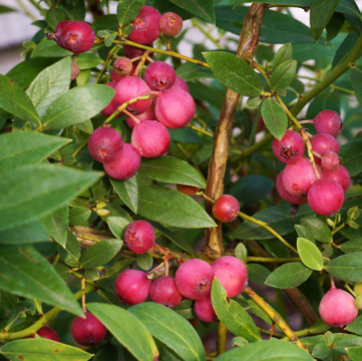 FRUIT BLUEBERRY #3