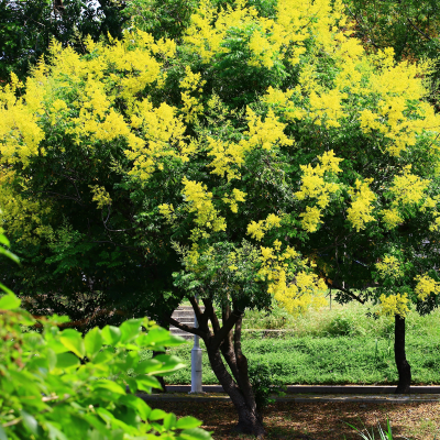 GOLDEN RAIN TREE #15