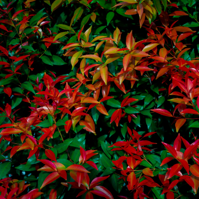 NANDINA FIREPOWER #3