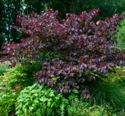 REDBUD FOREST PANSY #45