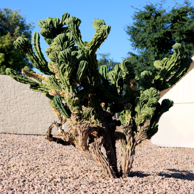 CACTUS CEREUS MONSTROSE #5