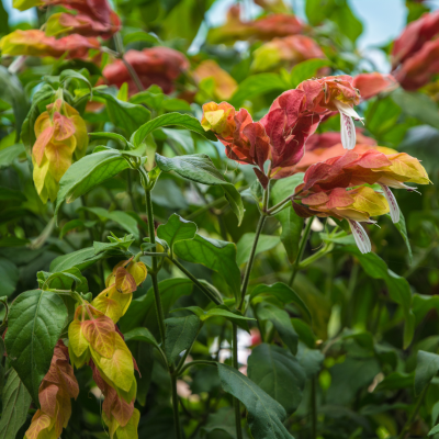 SHRIMP PLANT #3 10"