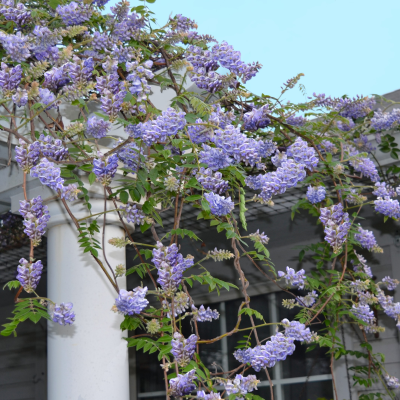 WISTERIA AMETHYST FALLS #3