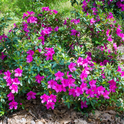 AZALEA #5