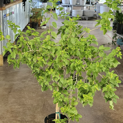 LANTANA PATIO TREE #3