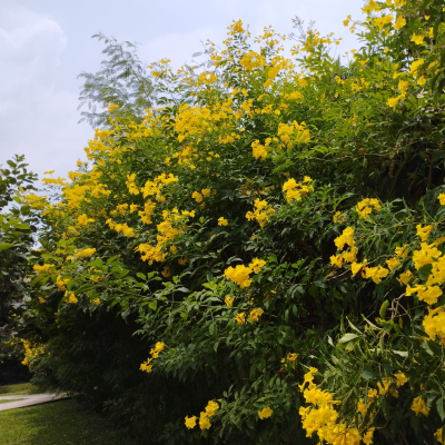 YELLOW BELLS #15