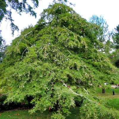 CYPRESS BALD WEEPING #15