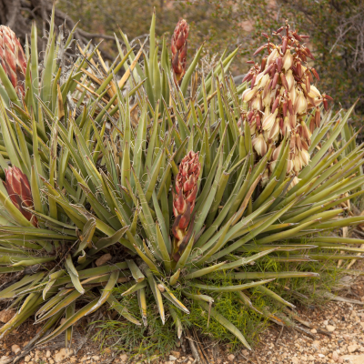 YUCCA BANANA #3 #5