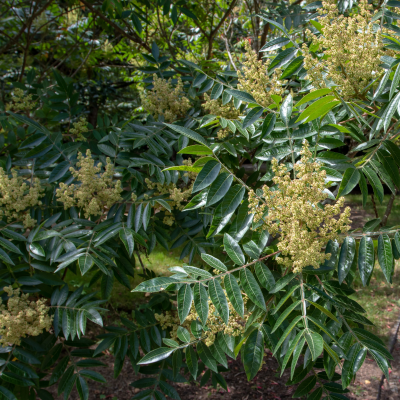 SUMAC FLAMELEAF FRAGRANT #15