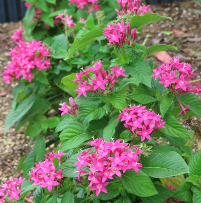 BEDDING PENTAS #2