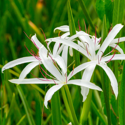 CRINUM #3 #5