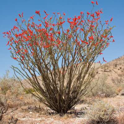 CACTUS OCOTILLO 24" BOX