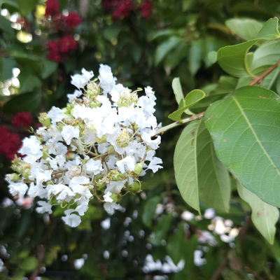 CREPE MYRTLE #7