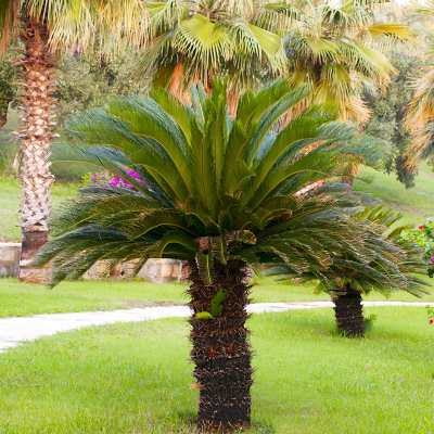 PALM SAGO #45 24" 4' CT B&B