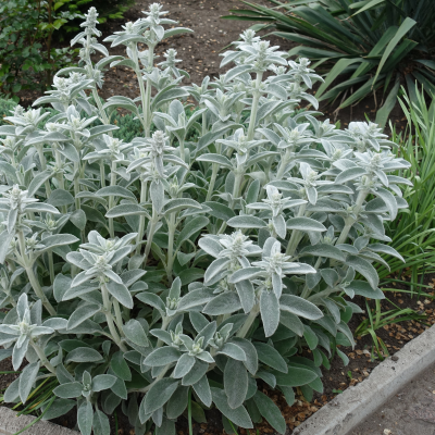 LAMBS EAR #1