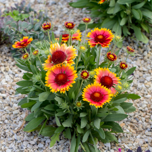 GAILLARDIA #1