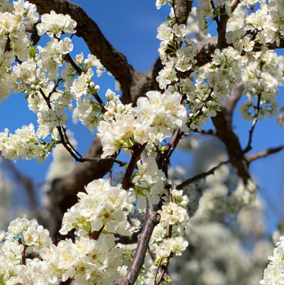 MEXICAN PLUM 3" B&B