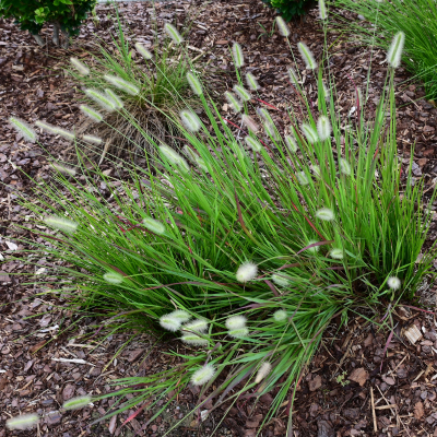 GRASS FOUNTAIN BUNNY #1