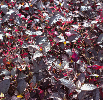 LOROPETALUM PREMIUM #2 #3