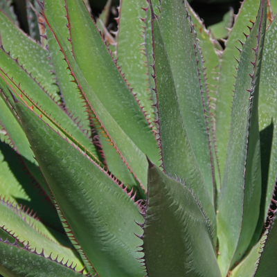 AGAVE JAWS #5