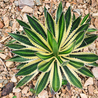 AGAVE QUADRICOLOR #7