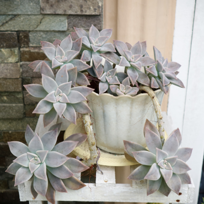 SUCCULENT GHOST PLANT #1