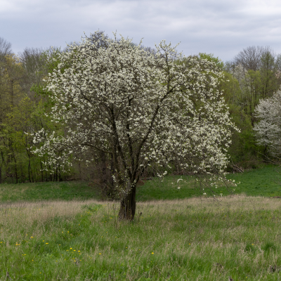 FRUIT PLUM TREE #3 #5