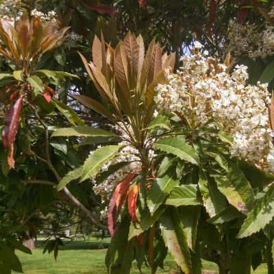 LOQUAT COPPERTONE #3 #5