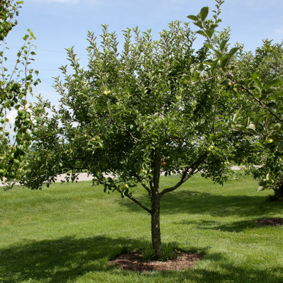 FRUIT APPLE TREE #3 #5