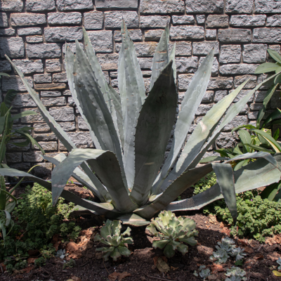 AGAVE WEBERI 24" BOX