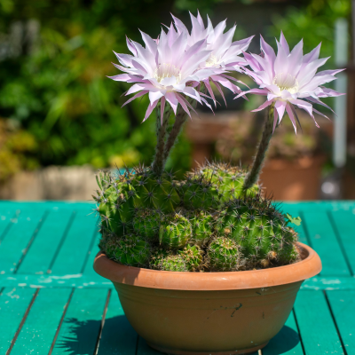 CACTUS EASTER LILY #2TC