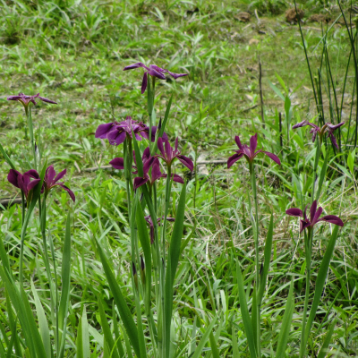 IRIS LOUISIANA #1