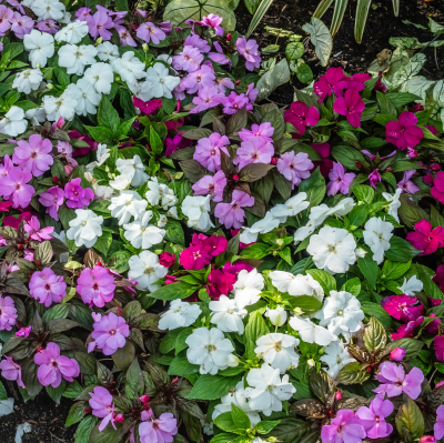 BEDDING NEW GUINEA IMPATIENS #1