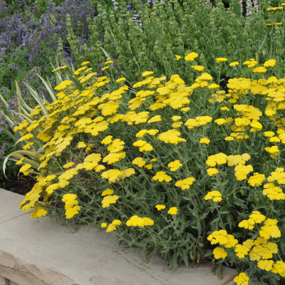 YARROW #1