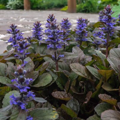 AJUGA #1