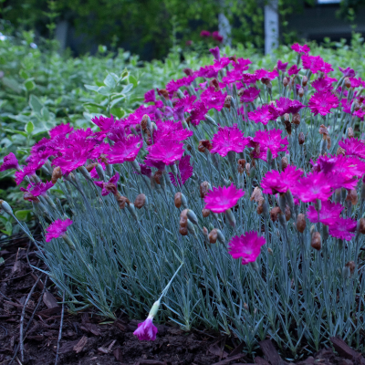 DIANTHUS #1