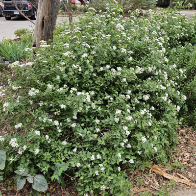 MISTFLOWER WHITE #1