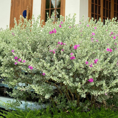 TEXAS SAGE MICROBURST DWARF #3