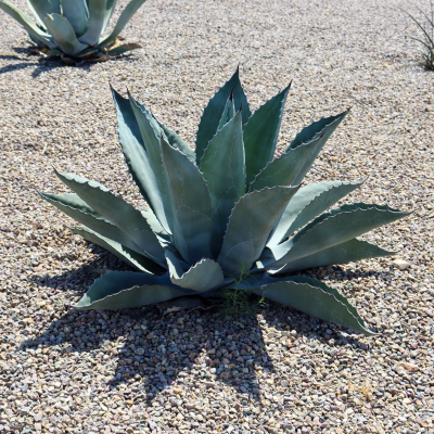 AGAVE WHALES TONGUE #5