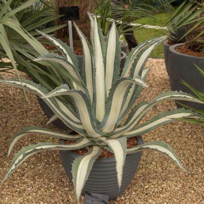 AGAVE MEDIOPICTA ALBA #15