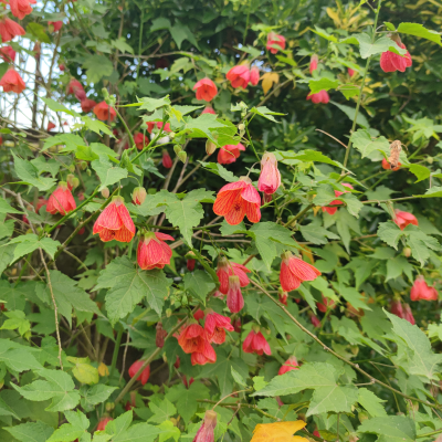 ABUTILON #3