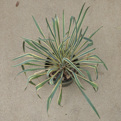 YUCCA BRIGHT EDGE #5