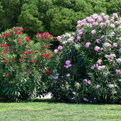 OLEANDER #1