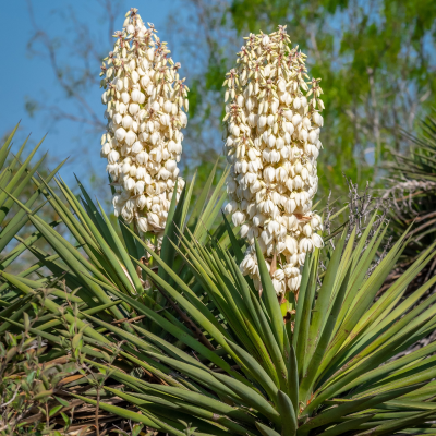 YUCCA SPANISH DAGGER 7' - 8' B&B