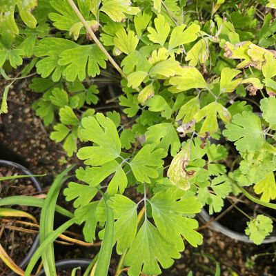 COLUMBINE TEXAS GOLD #1