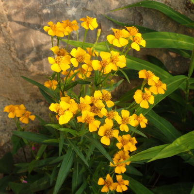 MEXICAN MARIGOLD MINT #1