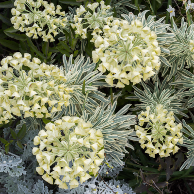 EUPHORBIA PERENNIAL #1