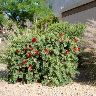 BOTTLEBRUSH DWARF #1